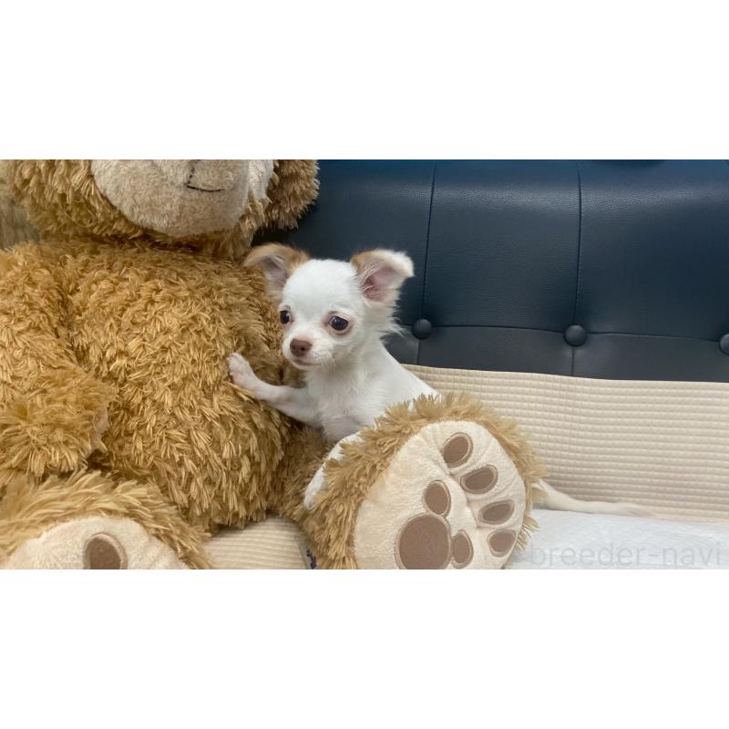 成約済の兵庫県のチワマル:チワワ×マルチーズ-405811の3枚目